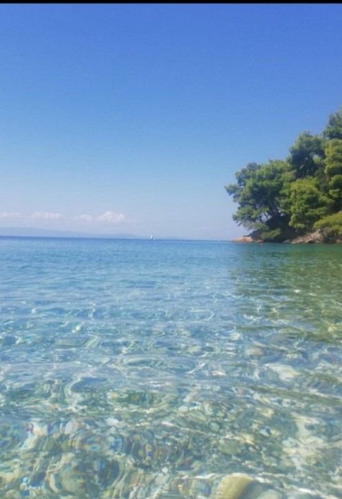 Clear shallows fading into pines