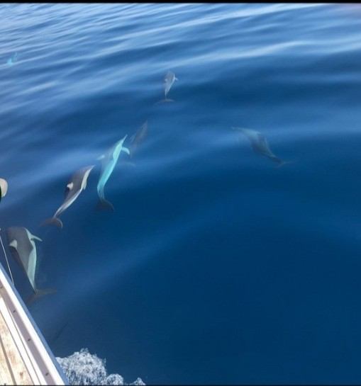 Dolphins swimming alongside the yacht